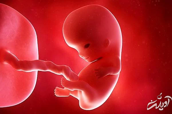 حس چشایی جنین